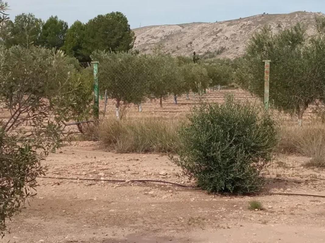Działka na sprzedaż w Biar, Alicante photo 5