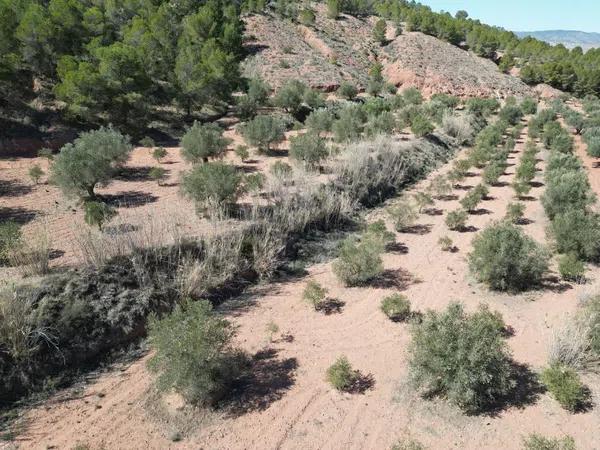 Terreno en Pinoso photo 2