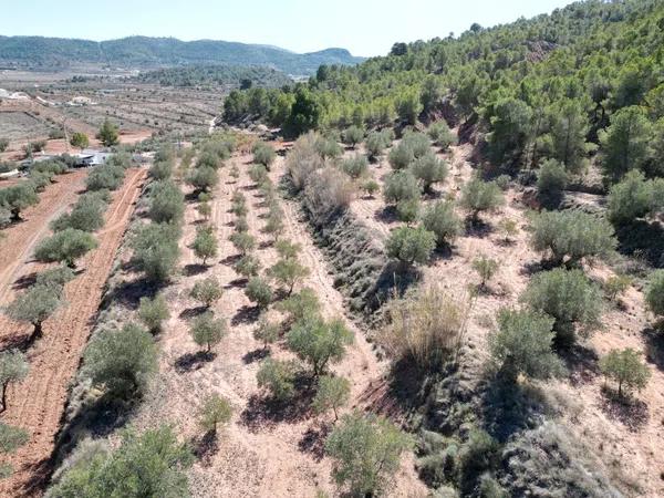 Terreno en Pinoso photo 3