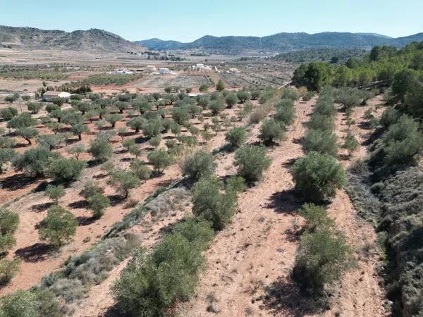 Terreno en Pinoso photo 4