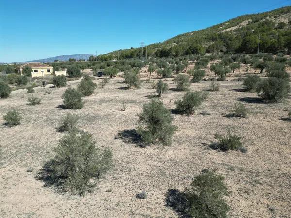 Terreno en Pinoso photo 2