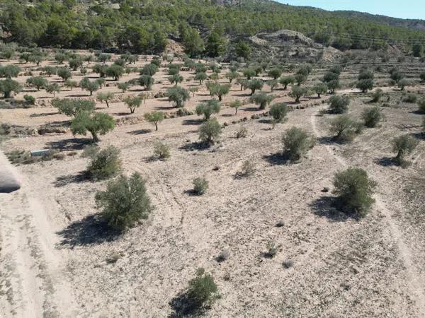 Terreno en Pinoso photo 3
