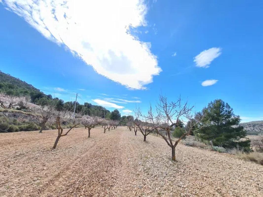 Terreno en venta en Pinoso, Alicante photo 5
