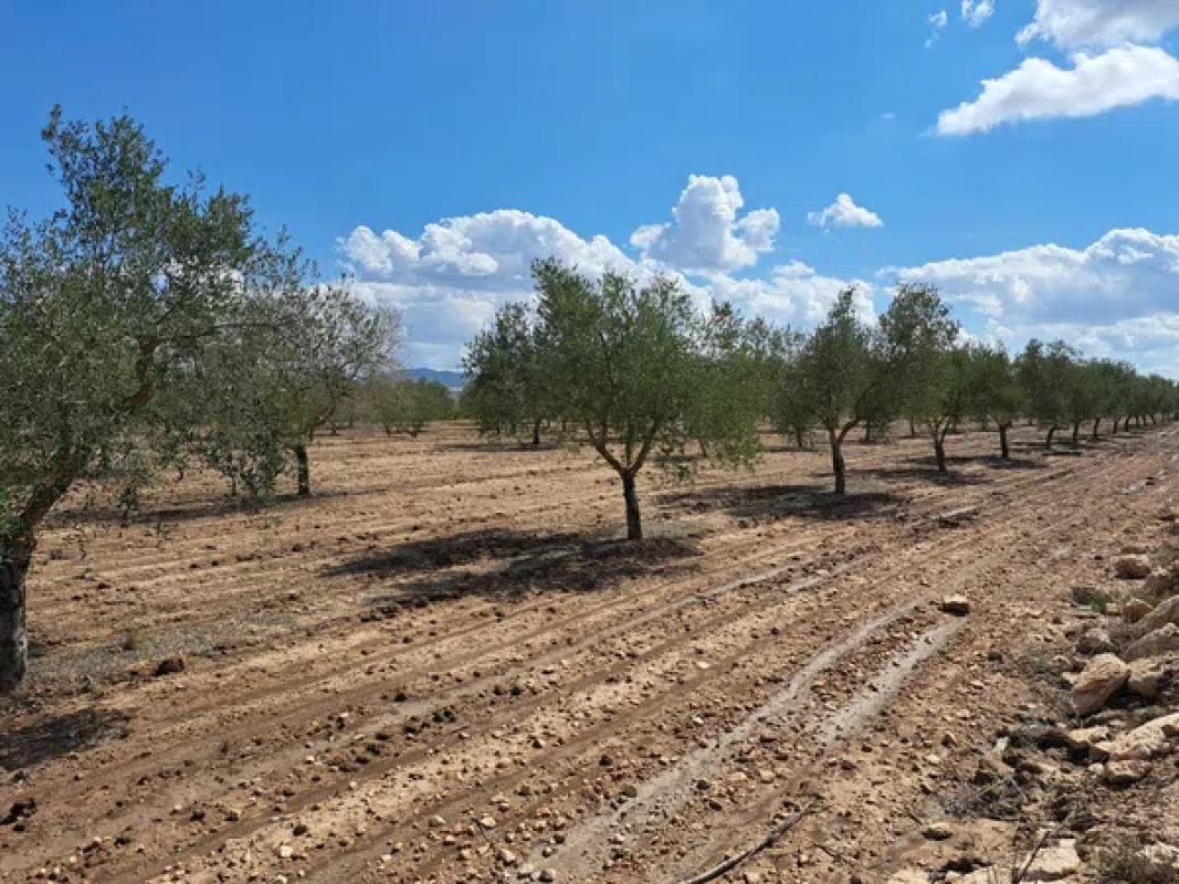 Terreno en venta en Pinoso, Alicante photo 2