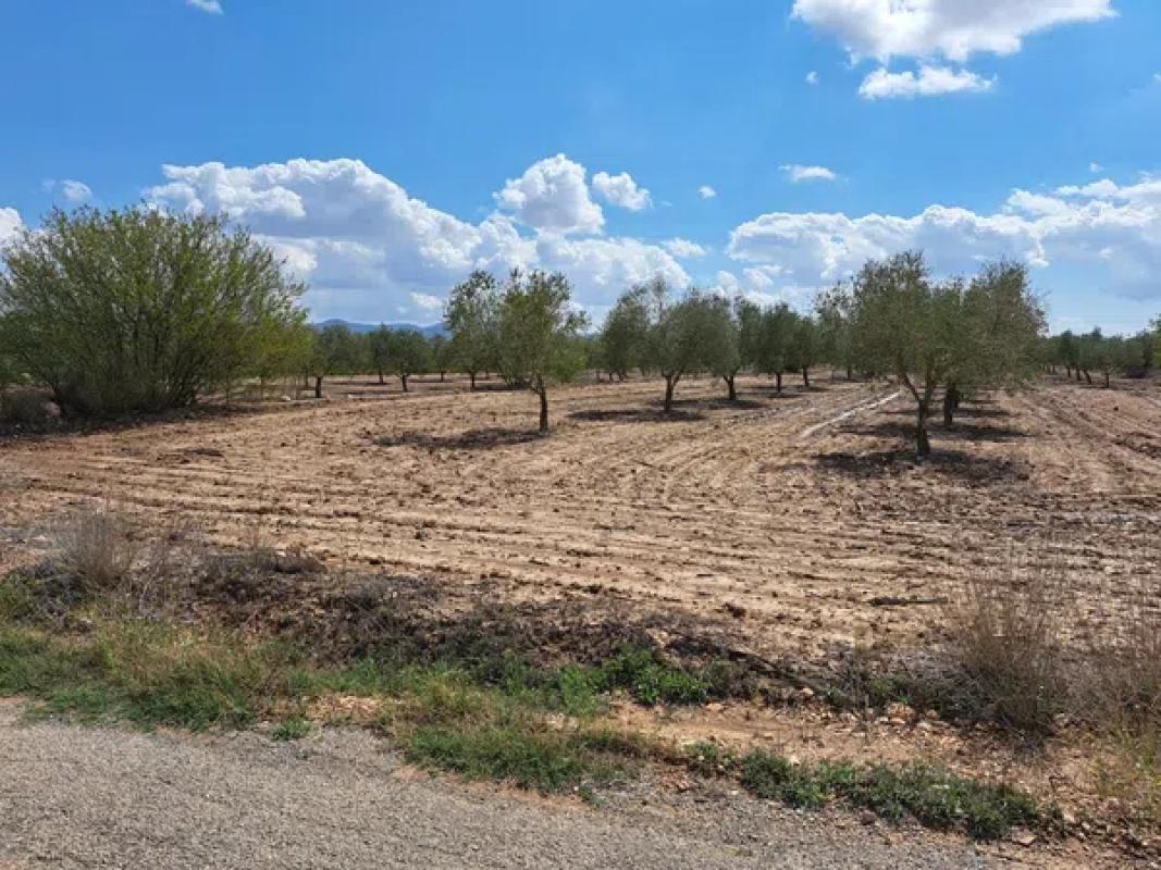 Terreno en venta en Pinoso, Alicante photo 4