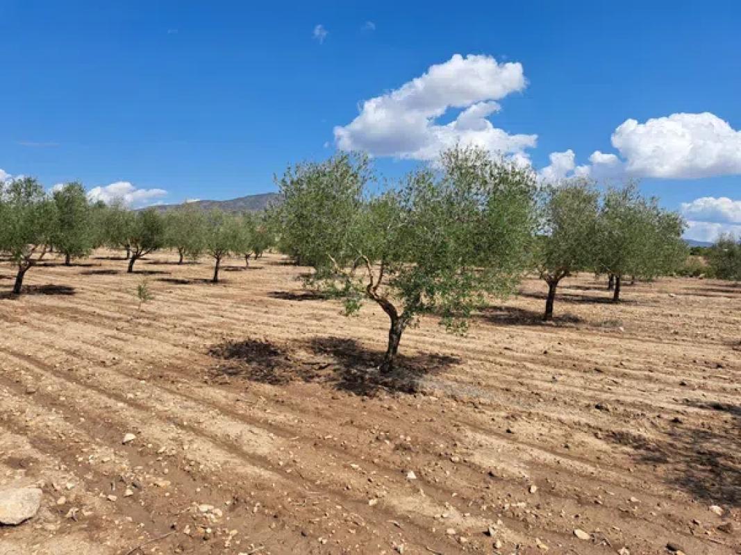 Terreno en venta en Pinoso, Alicante photo 5