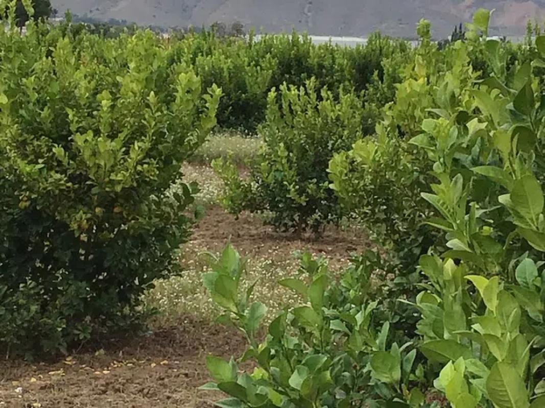 Участок земли на продажу в Гранха-де-Рокамора, Аликанте photo 2