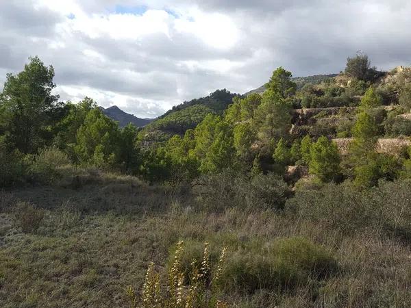 Terreno en camino lóya del pintat s/n photo 2