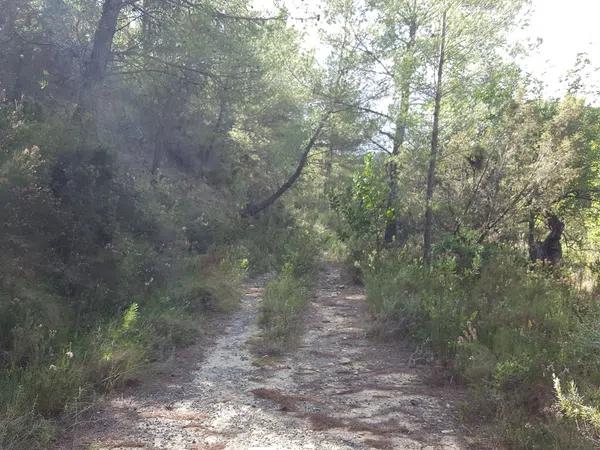 Terreno en camino lóya del pintat s/n photo 3