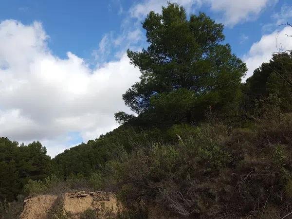 Terreno en camino lóya del pintat s/n photo 4