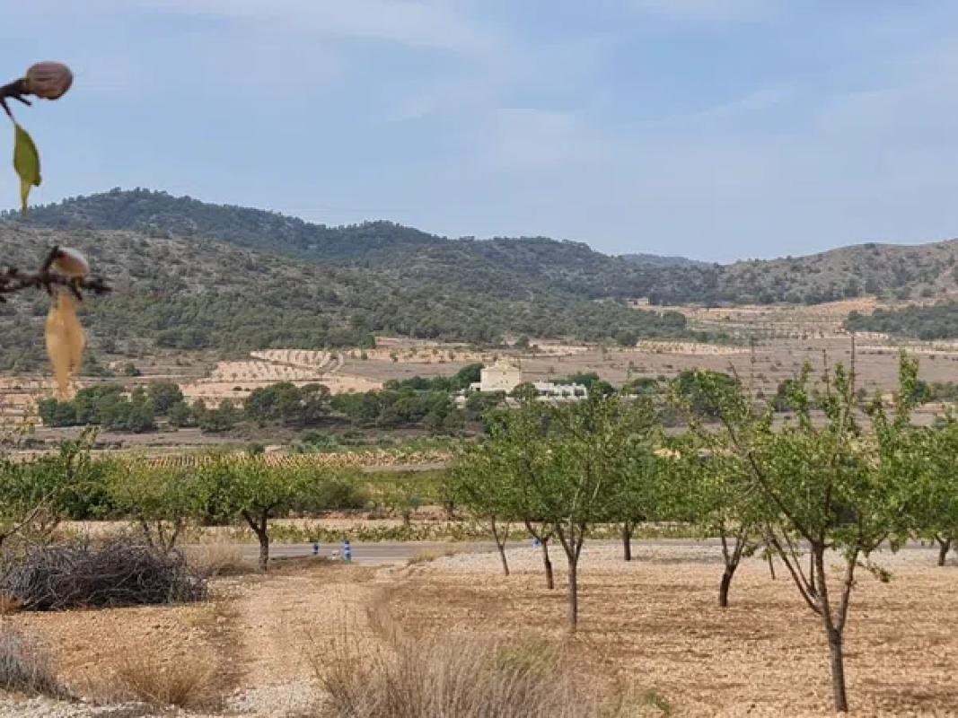 Terreno en venta en Algueña, Alicante photo 1