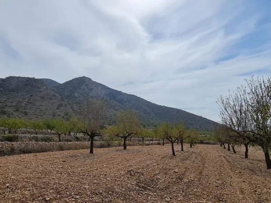 Terreno en venta en Algueña, Alicante photo 3