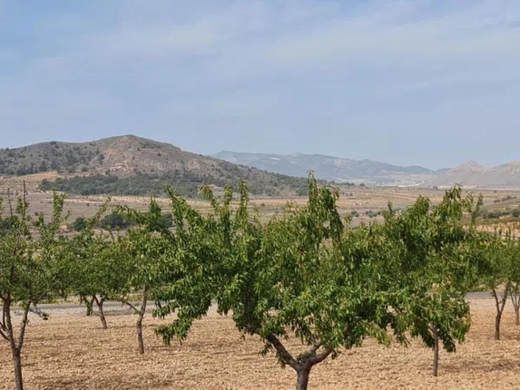 Terreno en venta en Algueña, Alicante photo 4
