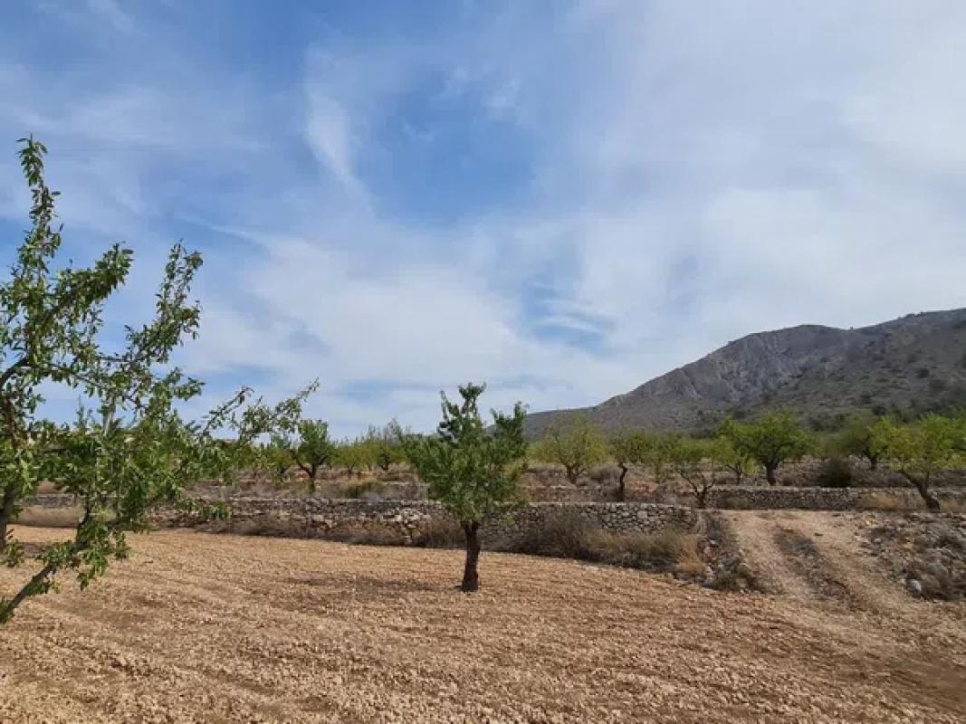 Terreno en venta en Algueña, Alicante photo 5