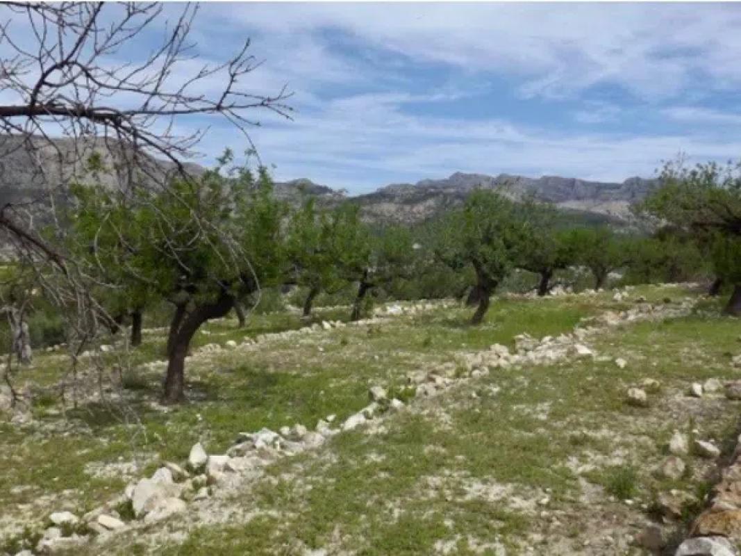 Land for sale in Callosa d'En Sarria, Alicante photo 2