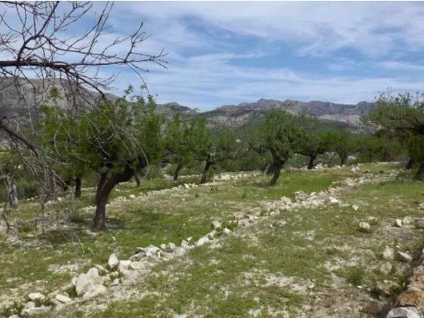 Terreno en Callosa d'En Sarria thumbnail 1