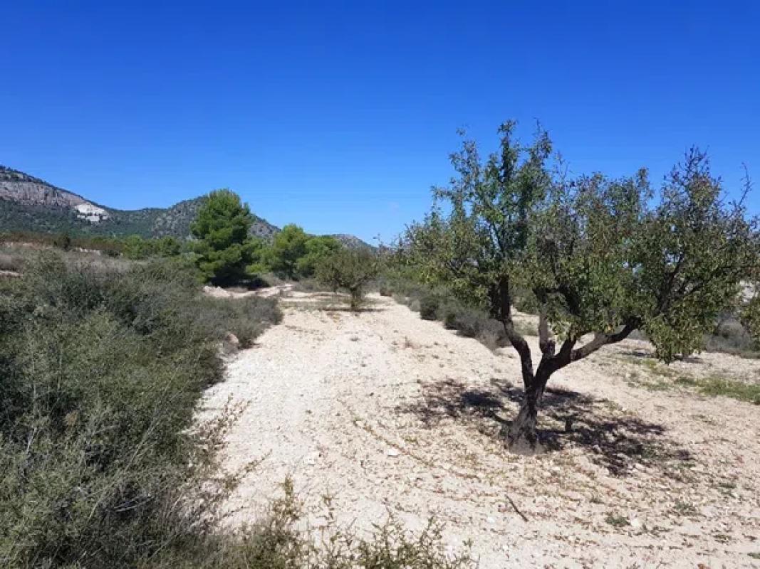Land for sale in Monovar, Alicante photo 3