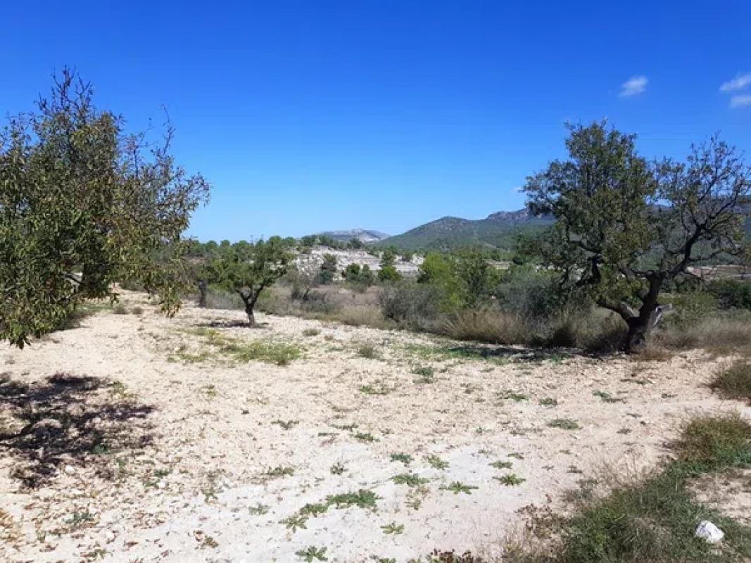 Land for sale in Monovar, Alicante photo 4