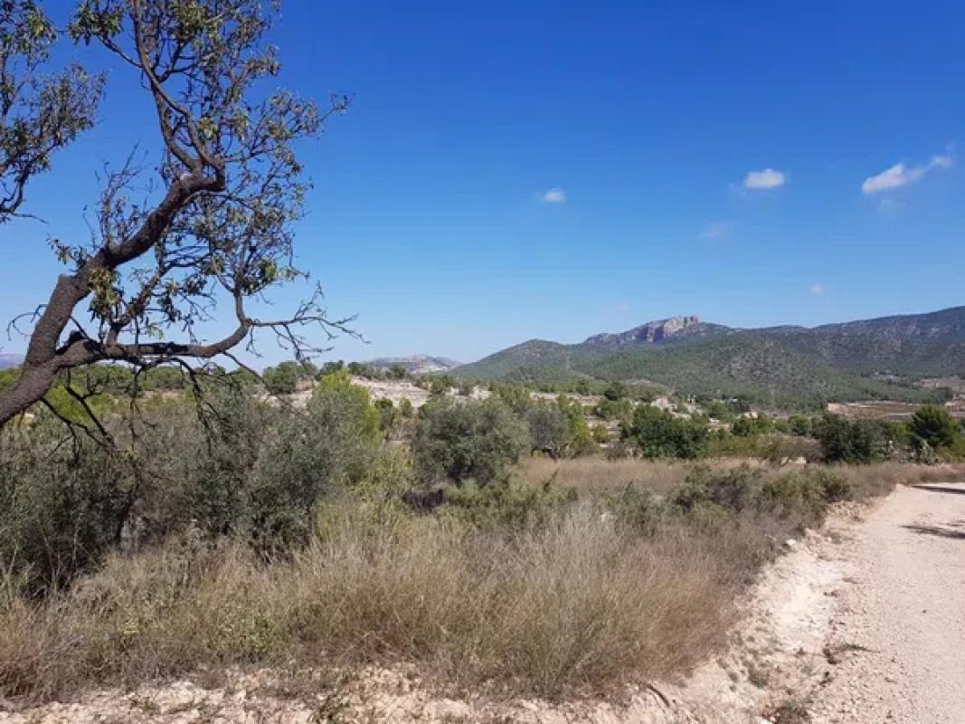 Land for sale in Monovar, Alicante photo 5