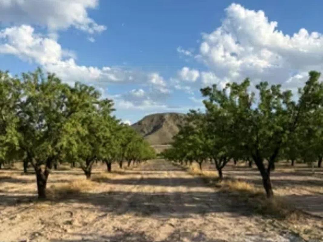 Land for sale in Castalla, Alicante photo 3