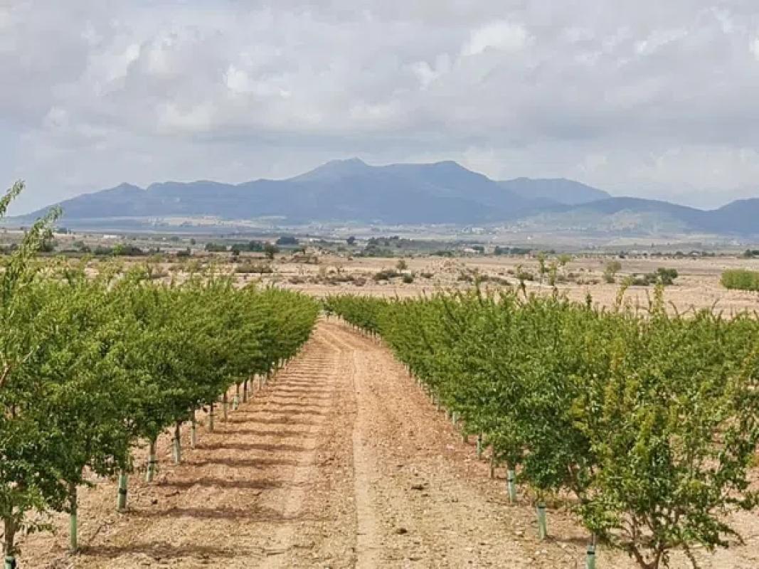 Terreno en venta en Pinoso, Alicante photo 1