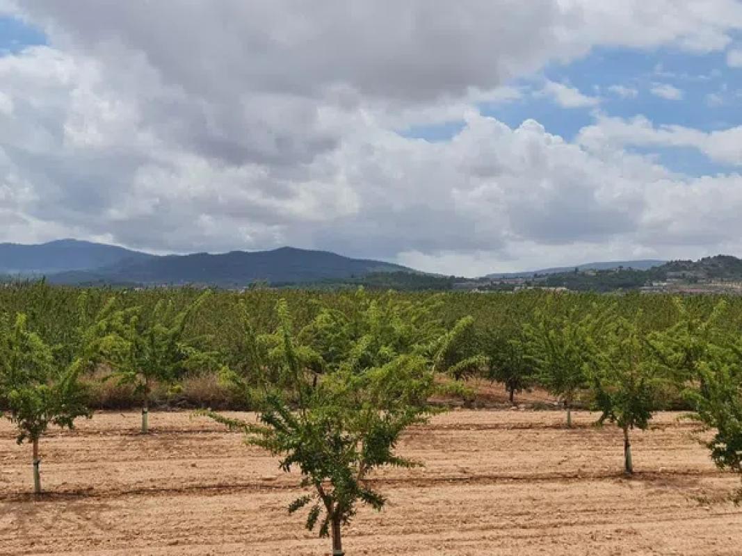 Terreno en venta en Pinoso, Alicante photo 2