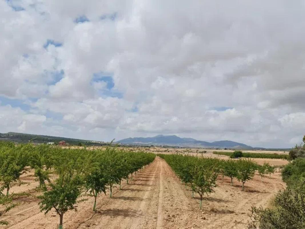 Terreno en venta en Pinoso, Alicante photo 4