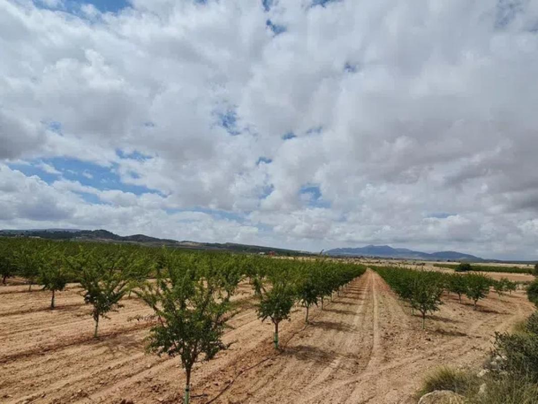 Terreno en venta en Pinoso, Alicante photo 5
