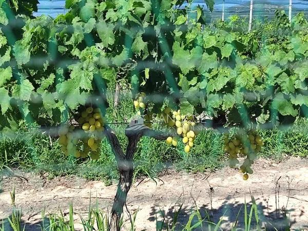 Terreno en Monforte del Cid photo 2
