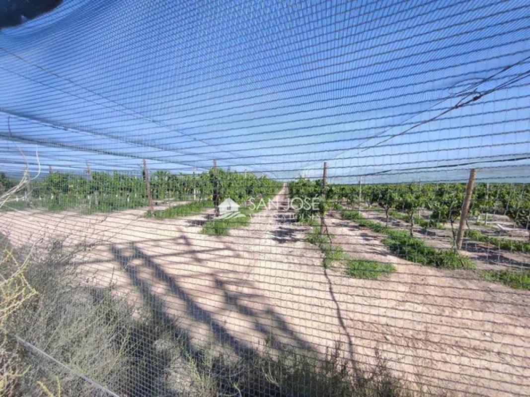 Terreno en venta en Monforte del Cid, Alicante photo 2