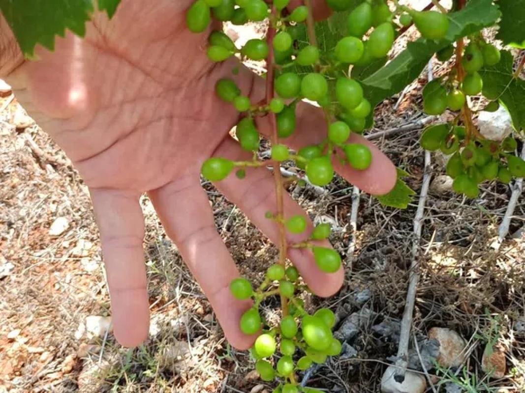 Участок земли на продажу в Гата-де-Горгос, Аликанте photo 5
