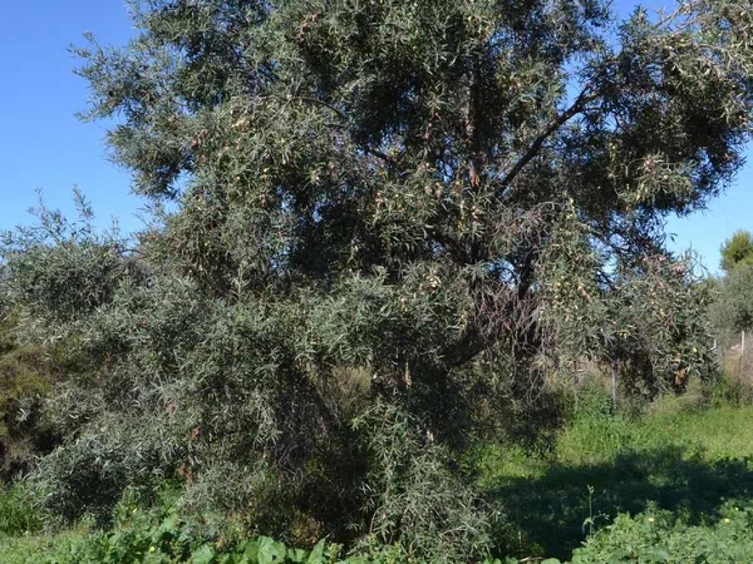 Terreno en venta en Elche / Elx, Alicante photo 3