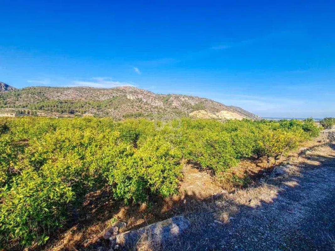 Land for sale in Benidoleig, Alicante photo 2