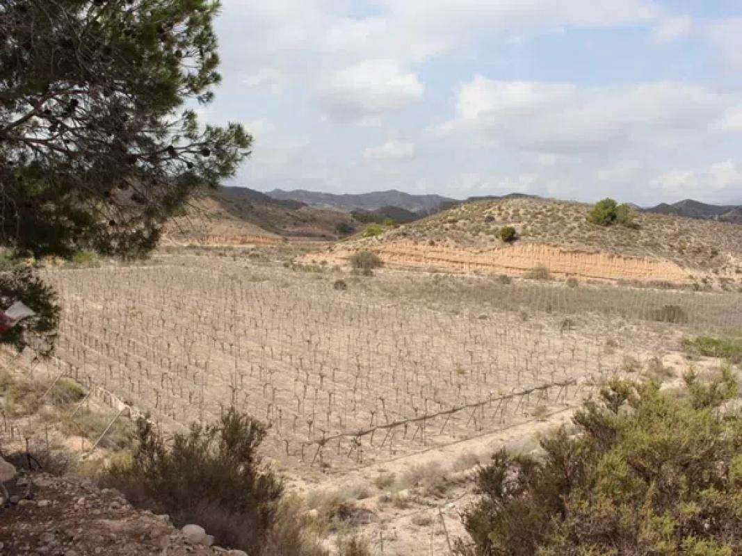 Land for sale in Monforte del Cid, Alicante photo 5