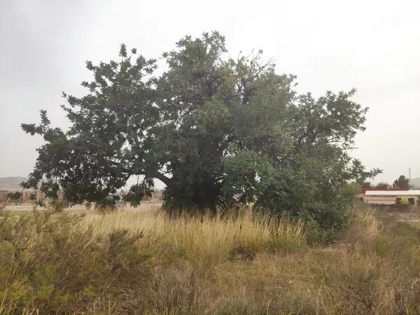 Terreno en Agost photo 2