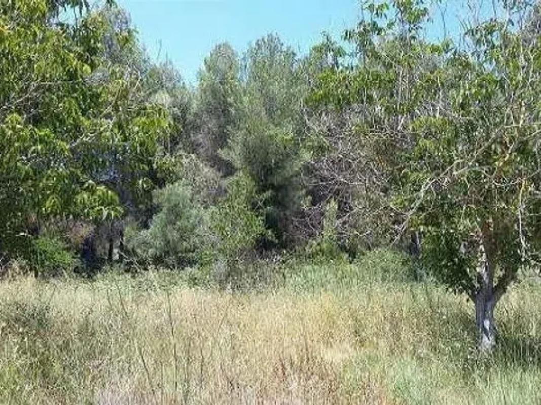 Terreno en venta en L'Lorcha/Orxa, Alicante photo 5