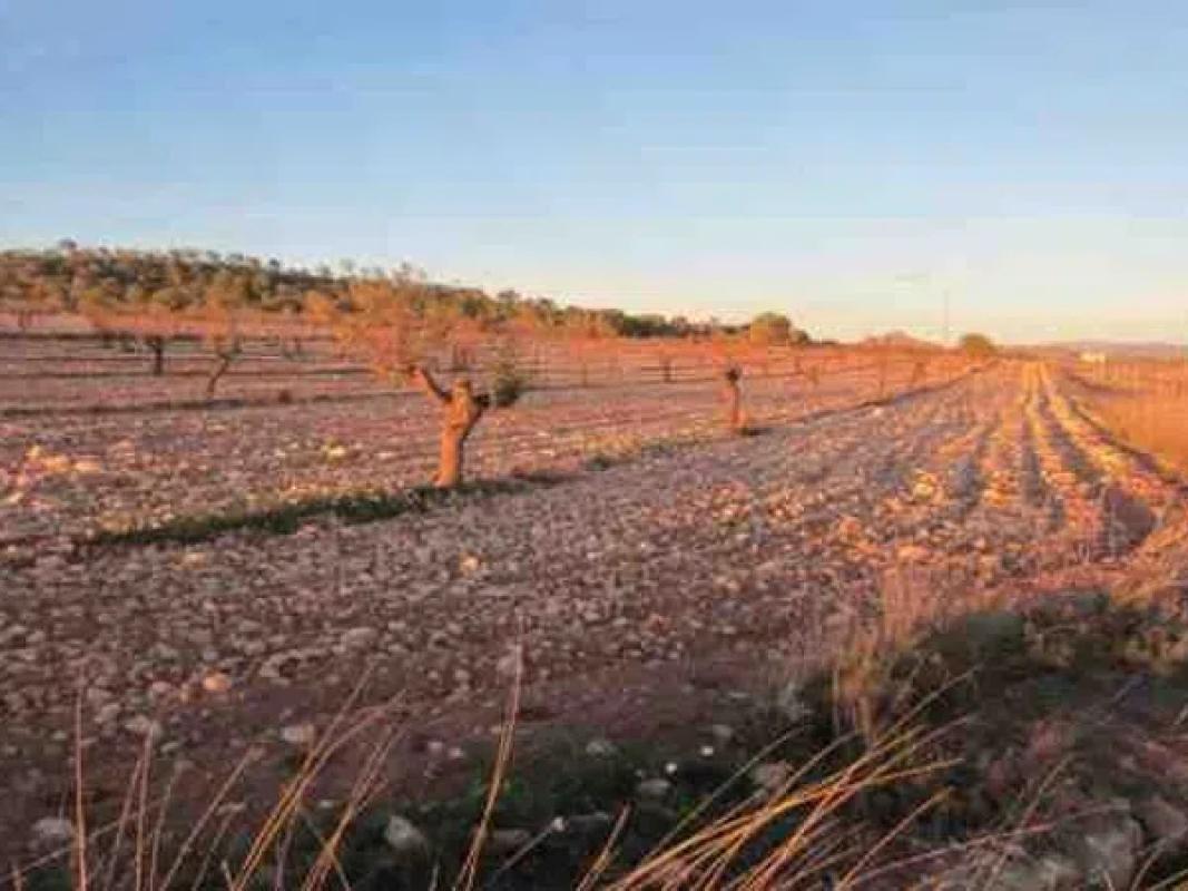 Terreno en venta en Monovar, Alicante photo 4