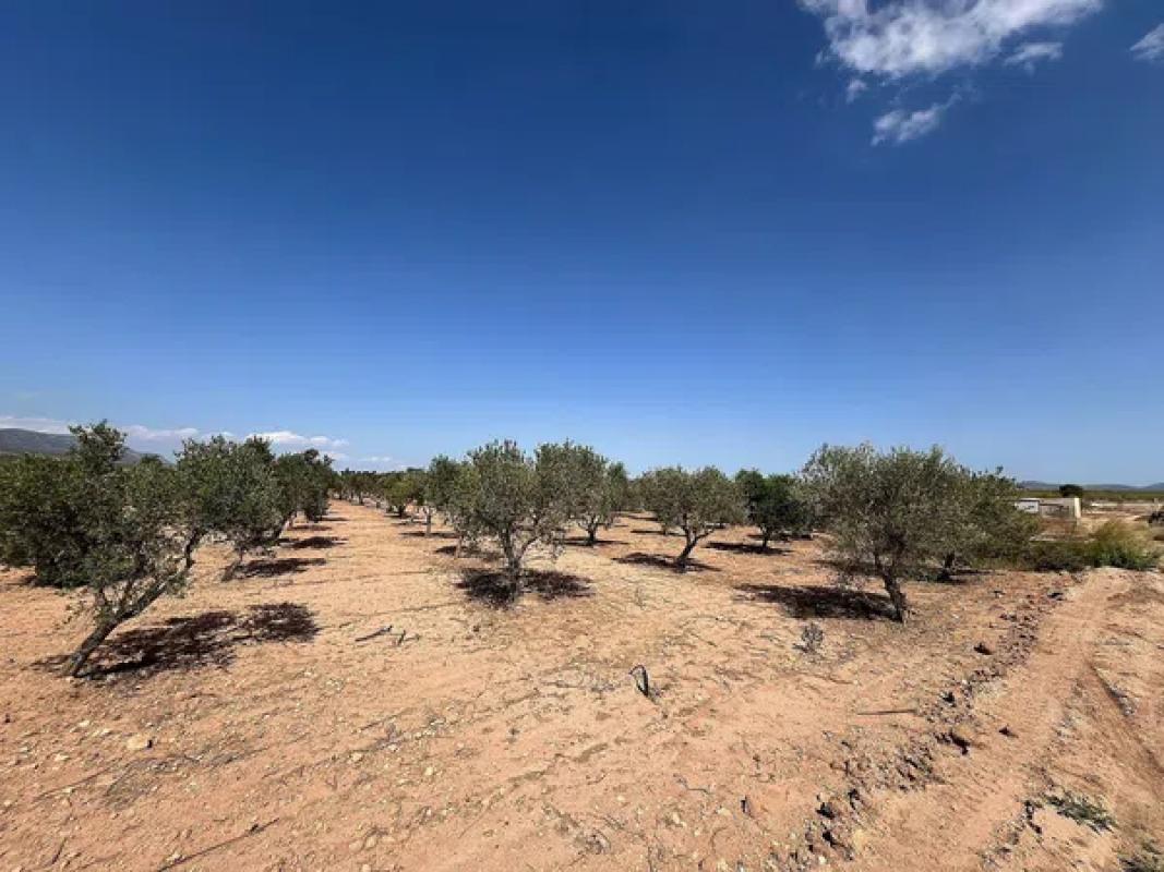 Terreno en venta en Pinoso, Alicante photo 1