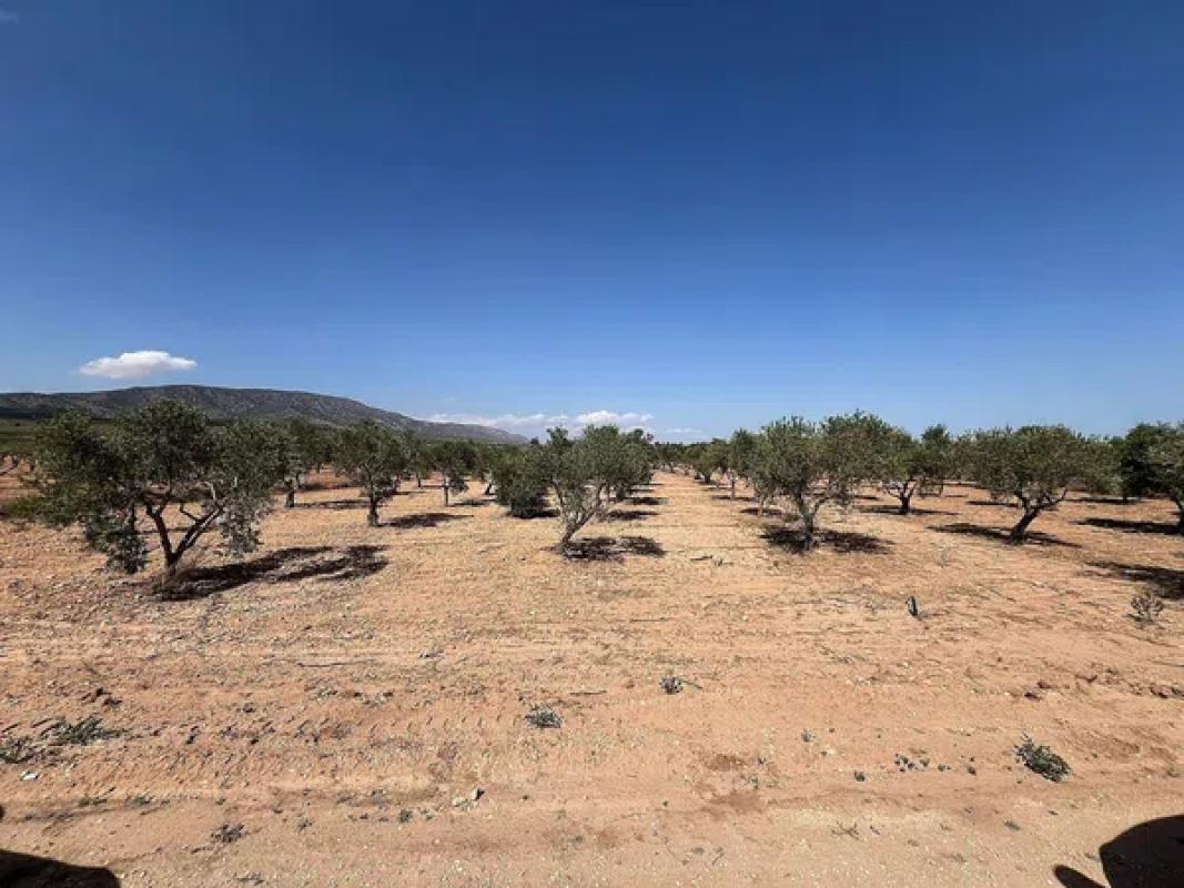 Terreno en venta en Pinoso, Alicante photo 4