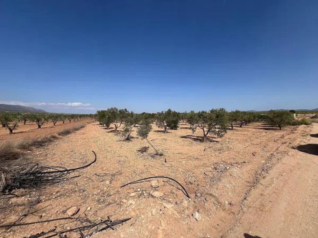 Terreno en venta en Pinoso, Alicante photo 5
