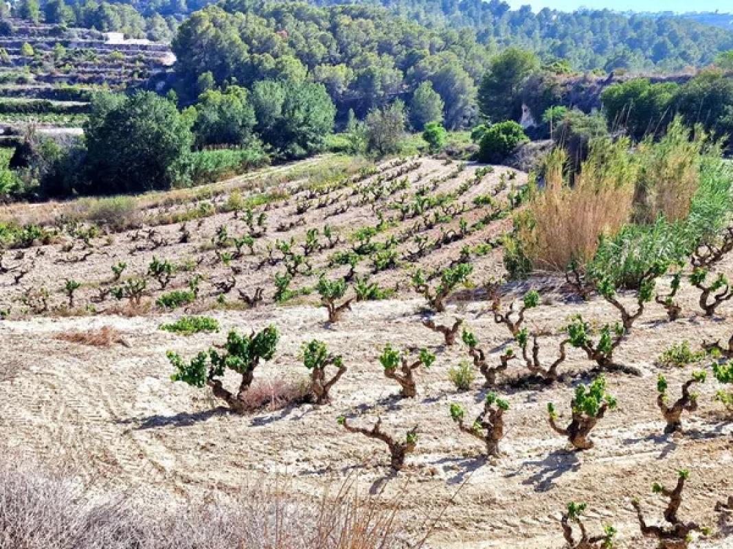 Terreno en venta en Teulada, Alicante photo 2