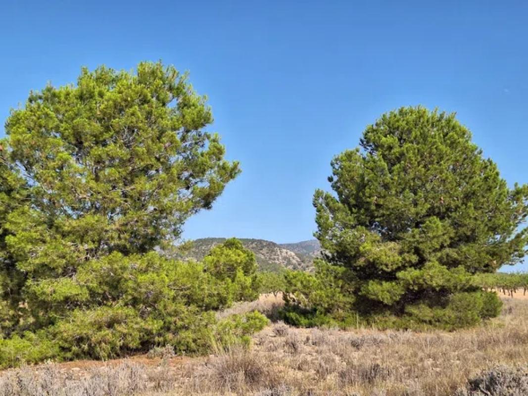 Terreno en venta en Pinoso, Alicante photo 3