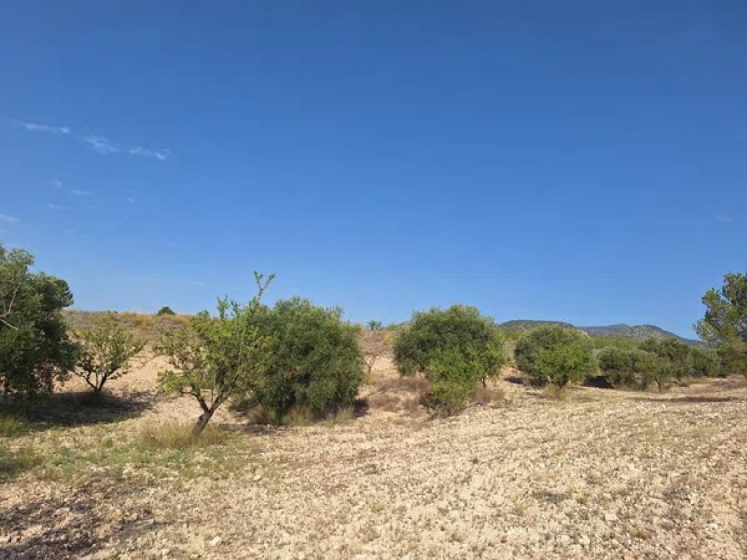 Terreno en venta en Pinoso, Alicante photo 4