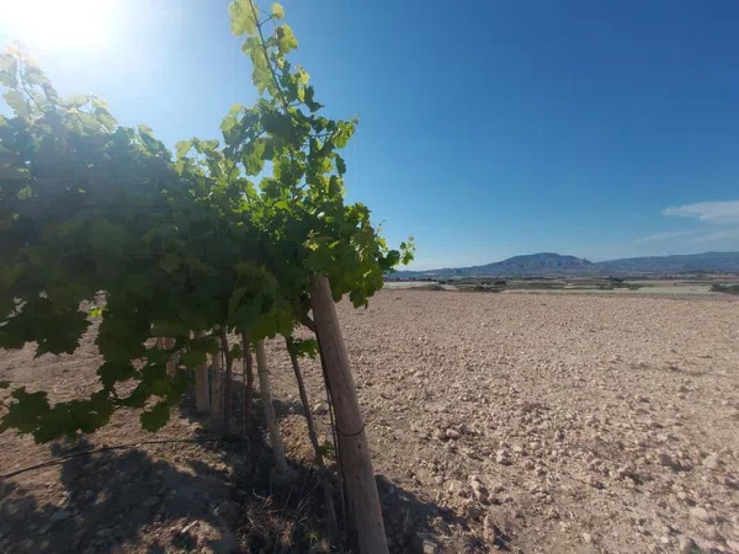 Land for sale in Monforte del Cid, Alicante photo 2