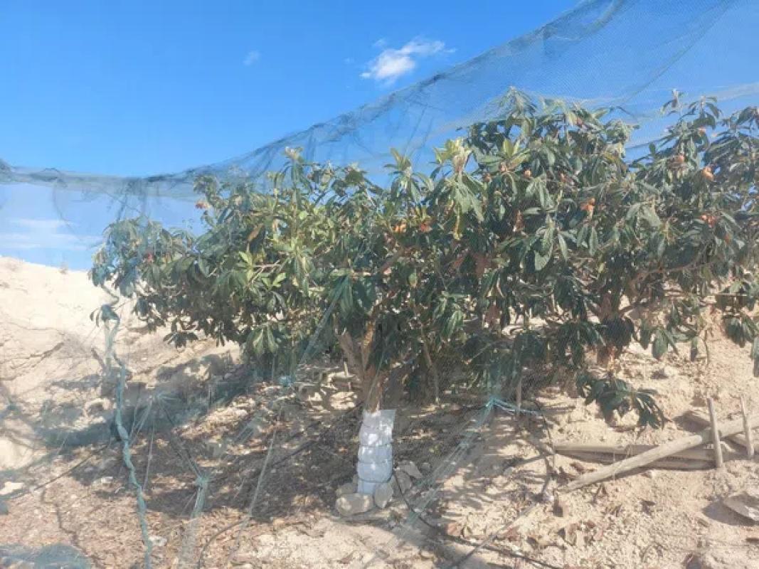 Land for sale in Monforte del Cid, Alicante photo 5