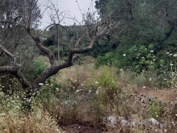 Terreno en Guadalest photo 4