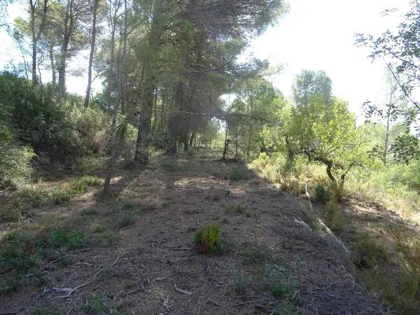Terreno en Alcalalí photo 1