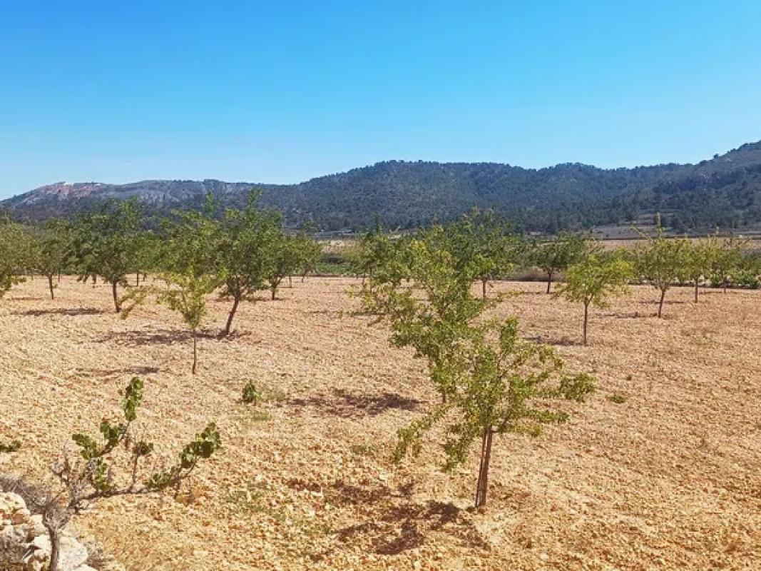Terreno en venta en Algueña, Alicante photo 3