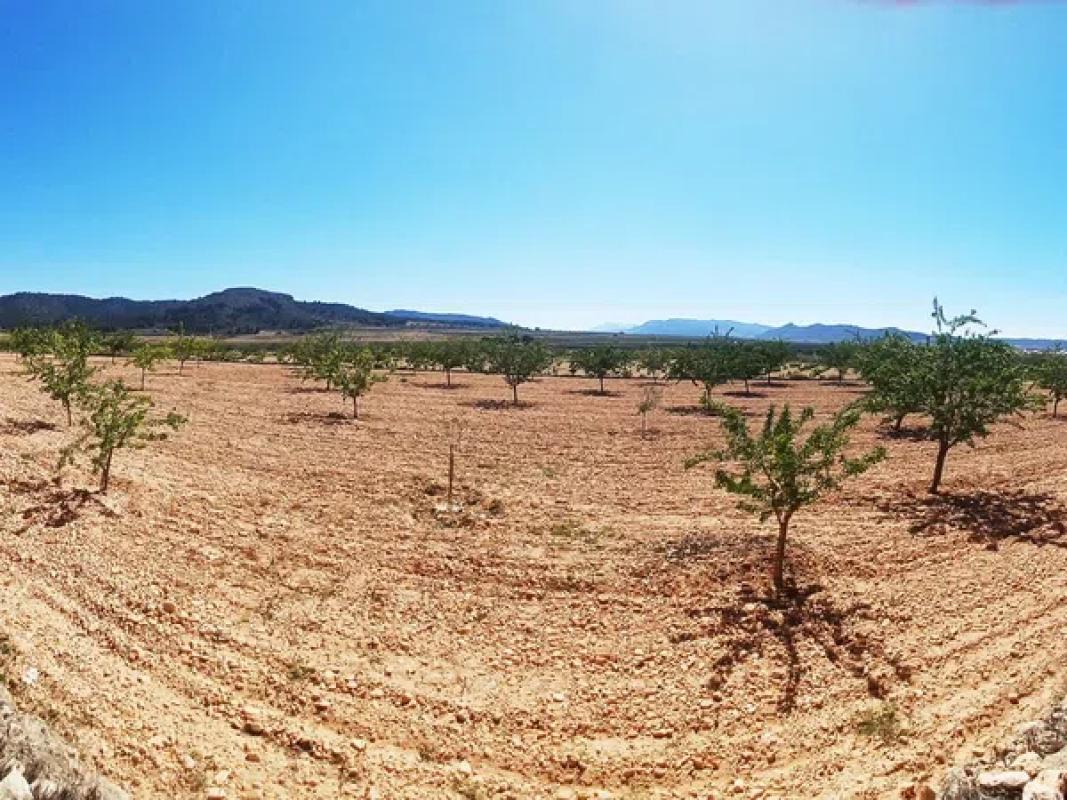Terreno en venta en Algueña, Alicante photo 4