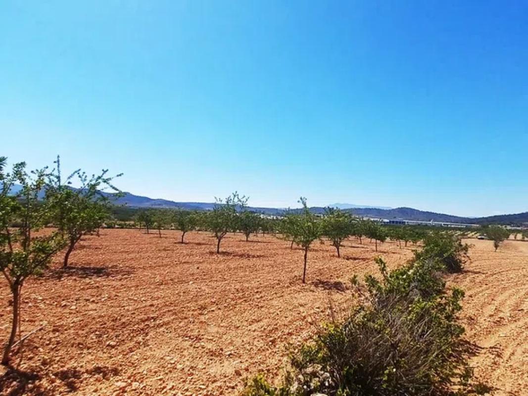 Terreno en venta en Algueña, Alicante photo 5